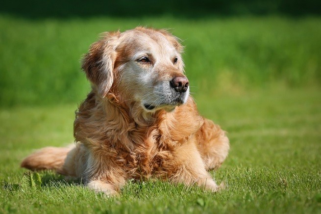 Golden retriever anziano