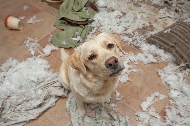 Labrador retriever che ha distrutto casa