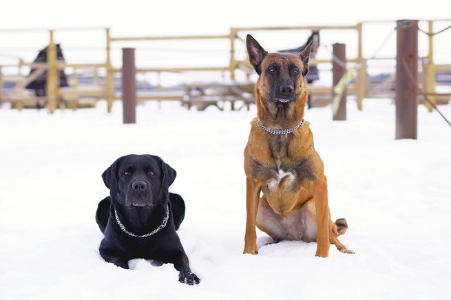 Un Labrador nero e un Pastore Belga Malinois