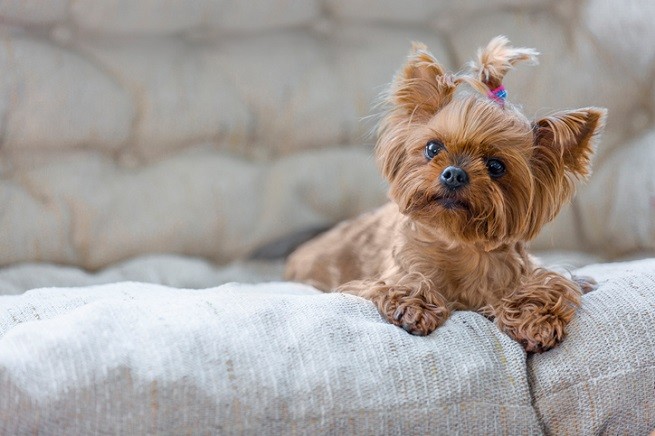 Cucciolo di Yorkshire terrier