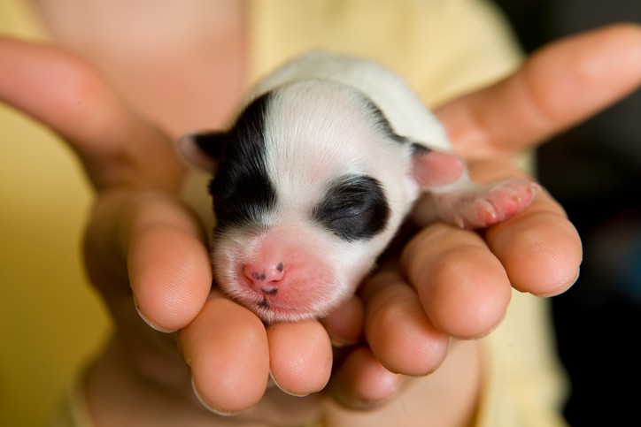 adottare un cucciolo