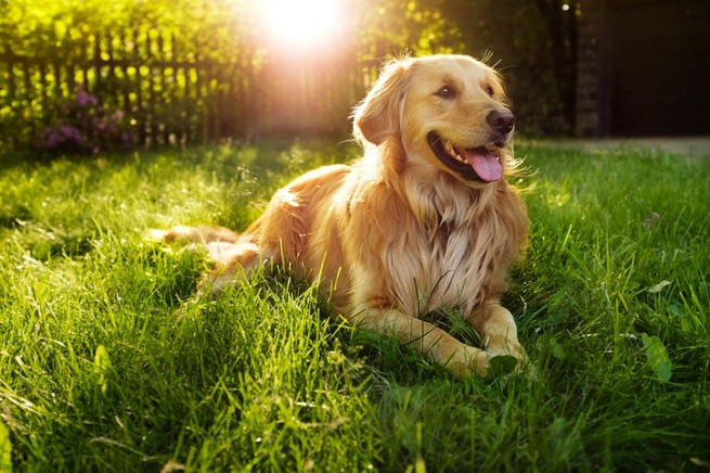 Un Golden retriever