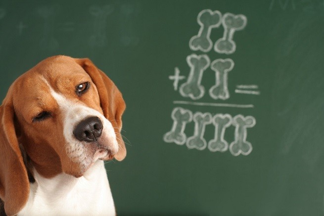 Beagle che fa l'occhiolino