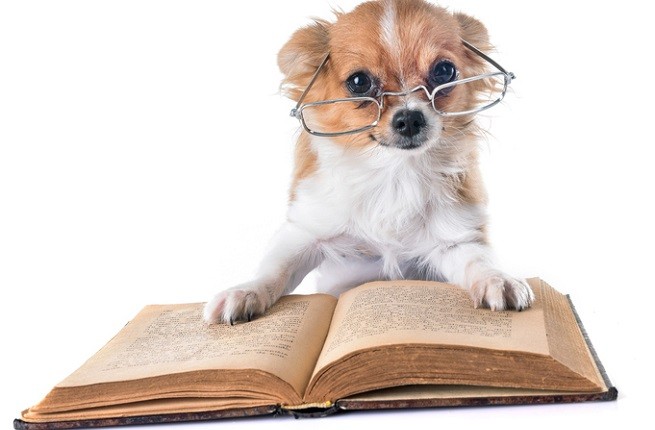 Chihuahua che studia