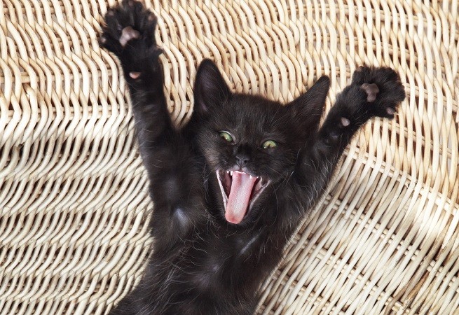 Gattino nero sorpreso