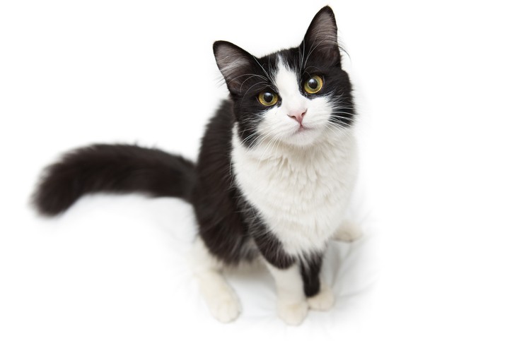 Brolo paese dei gatti