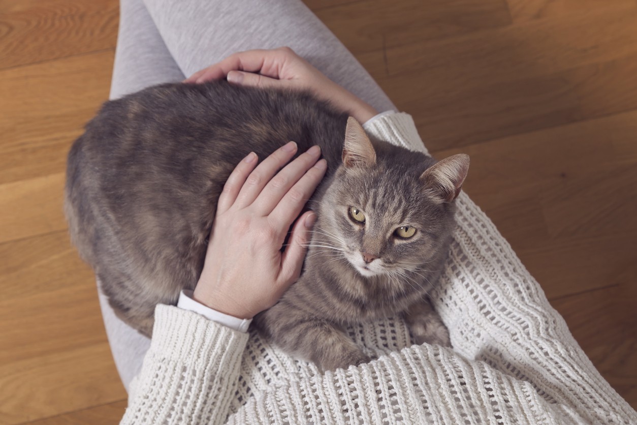 Gatto in braccio