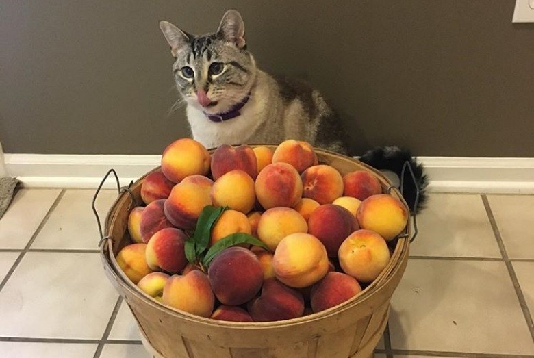 Gatto pesche