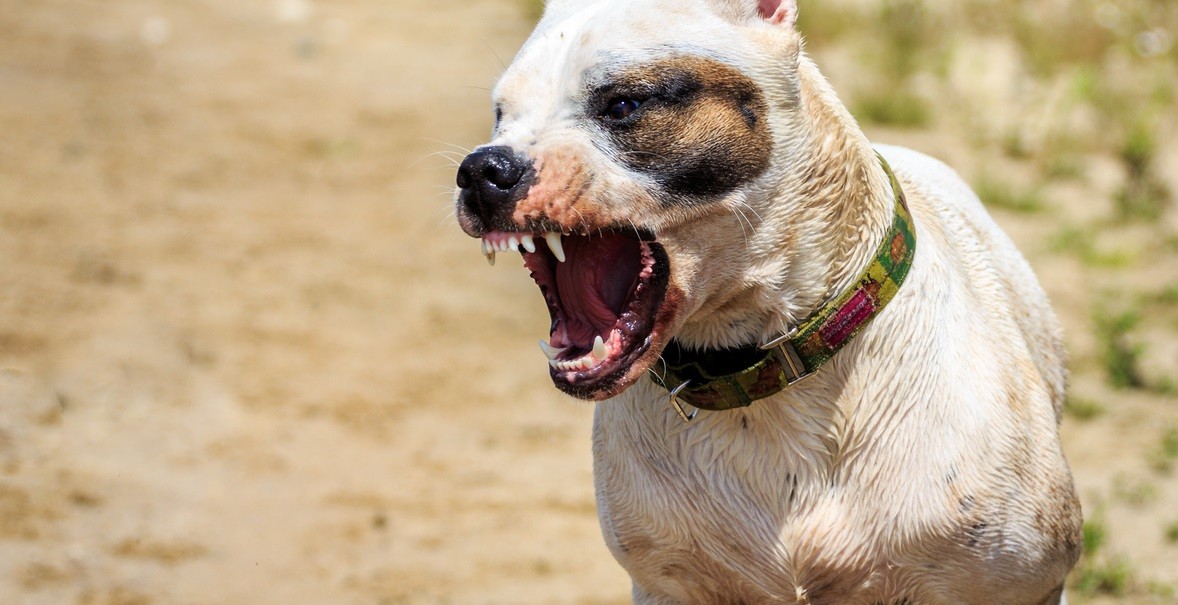 Cane aggressione
