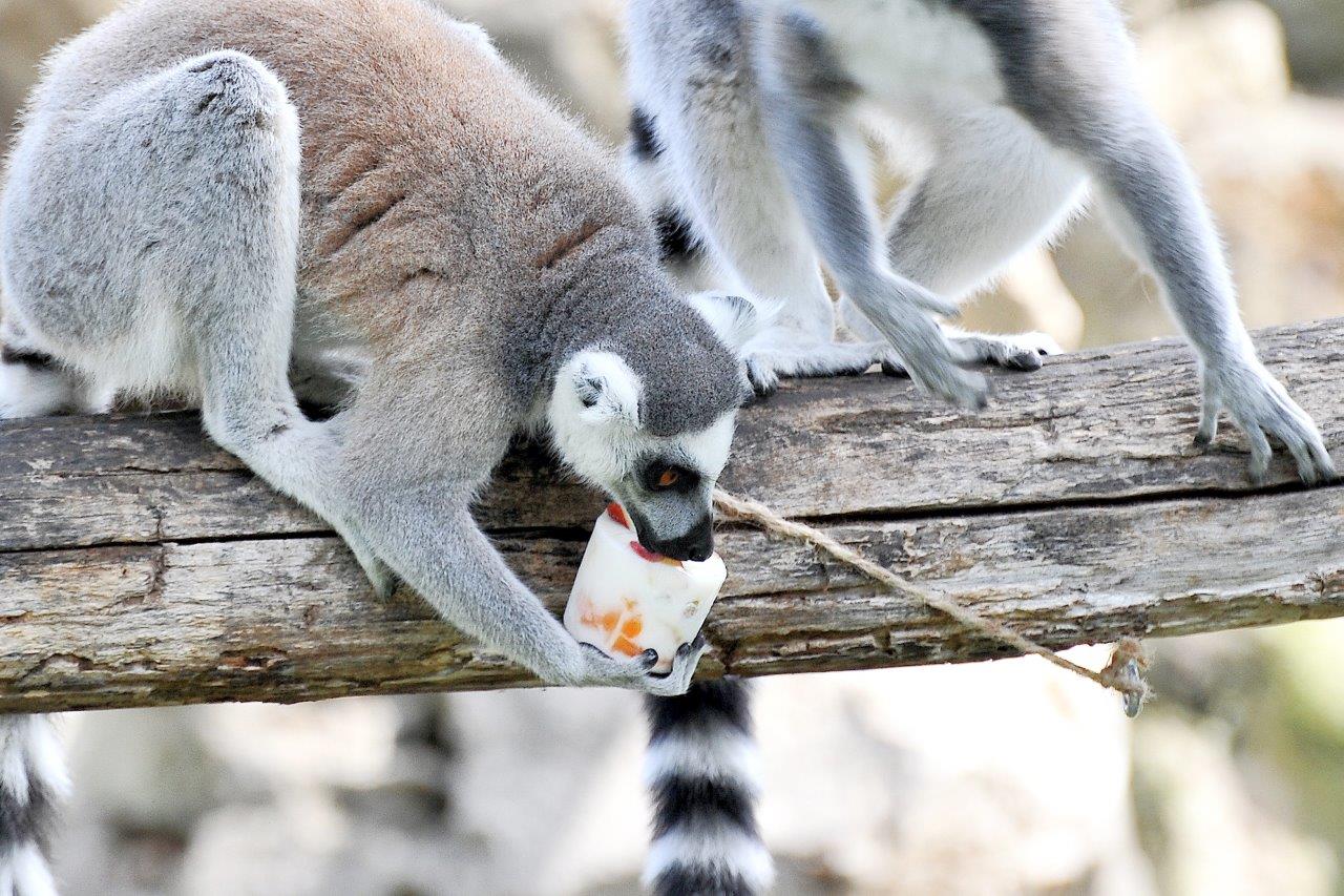 Bioparco di Roma