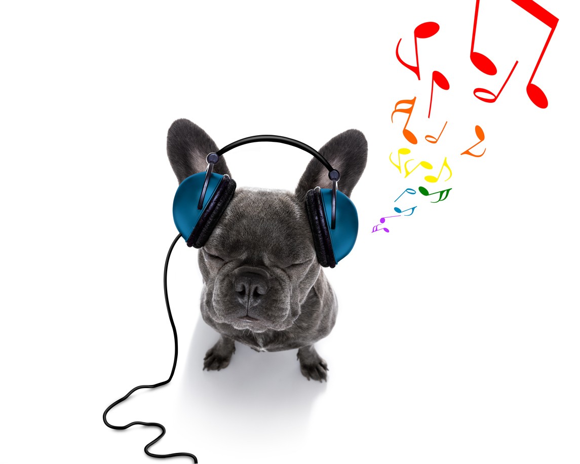 Cani musica