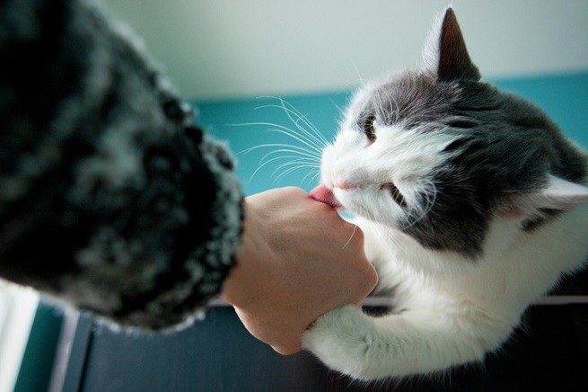 Theo, vincitore dei National Cat Awards 2018