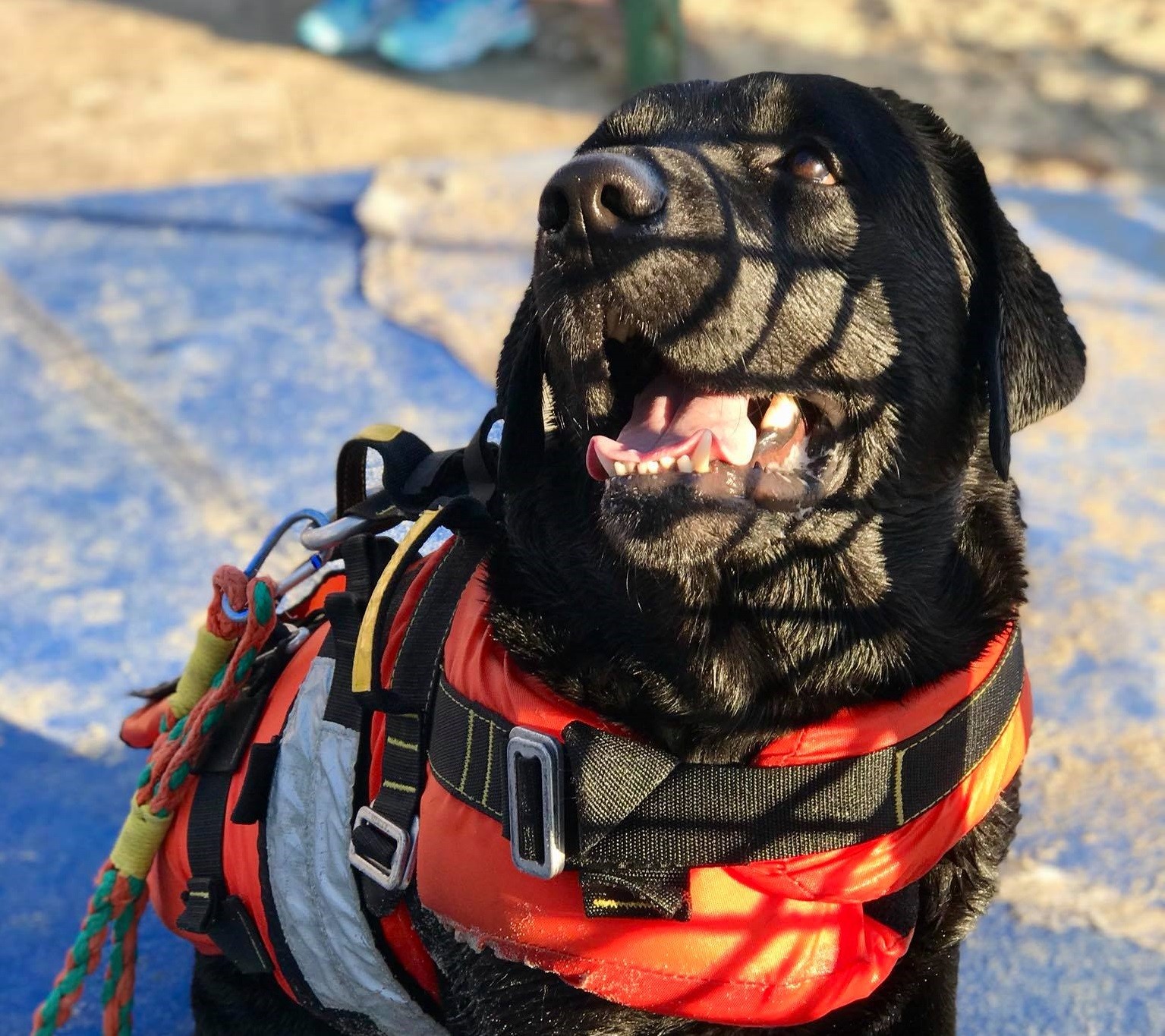 Otto cane