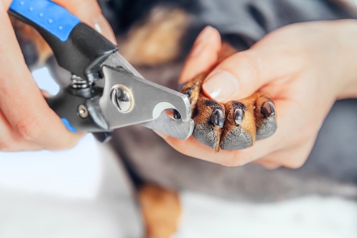 Tagliaunghie per cani, come si usa