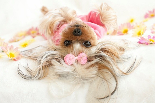 Yorkshire terrier con fiocchetto rosa