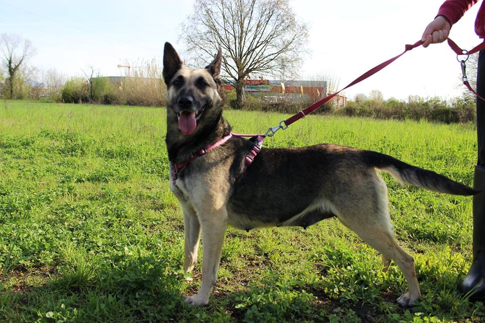 Adozioni animali su Petsblog Olivia
