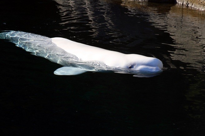 Beluga, la balena bianca che nuota nel Tamigi