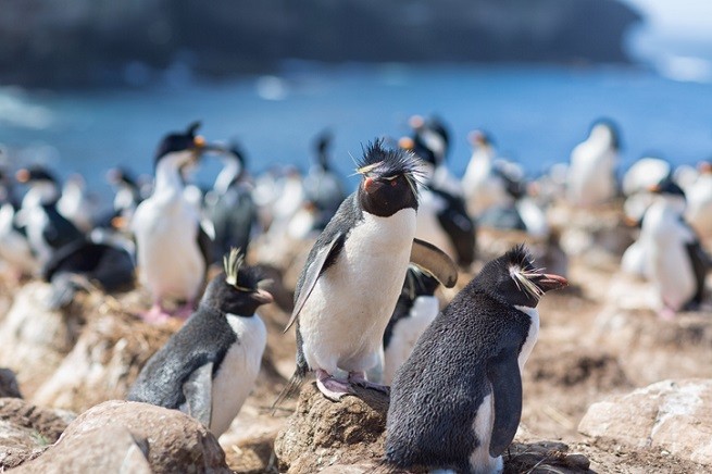 I pinguini delle Falkland
