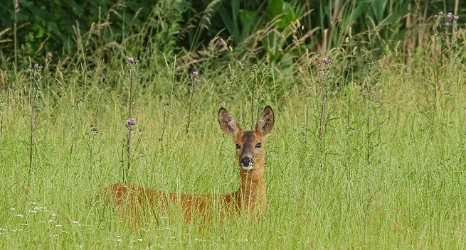 Capriolo nel parco