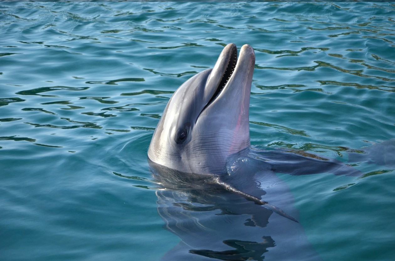 delfino