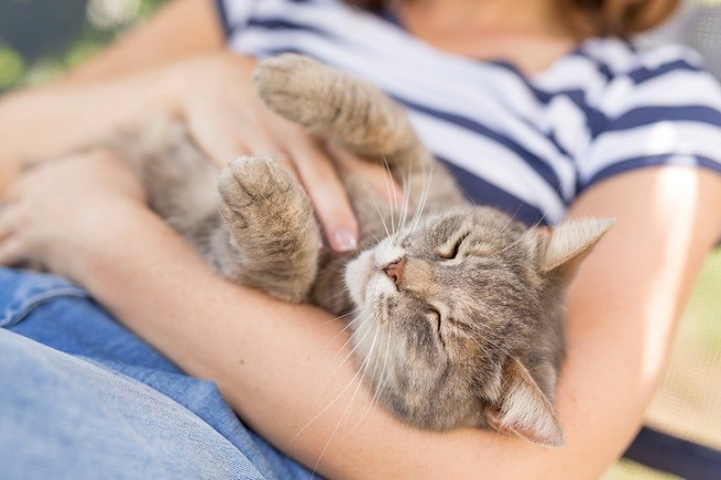 Gatto in braccio alla proprietaria