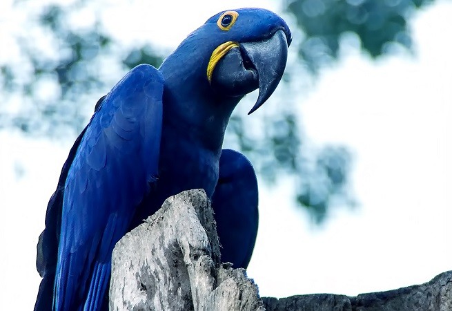 Ara di Spix, il pappagallo Blu del film di animazione Rio