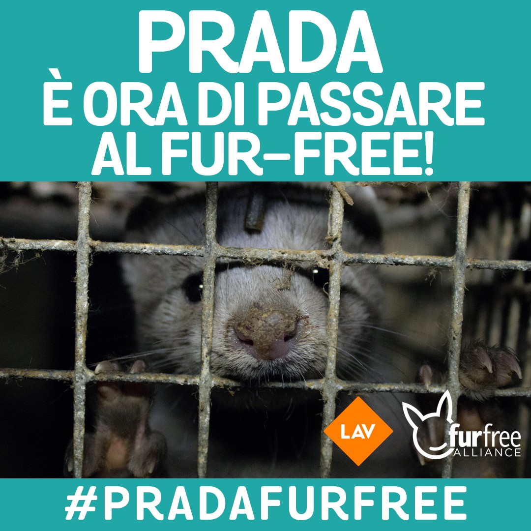 #PRADAFURFREE
