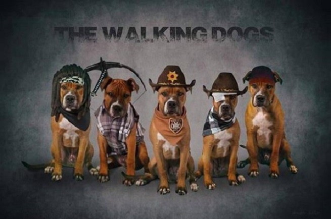 I personaggi di TWD trasformati in cani, foto dell'account Instagram di Lokibulloxer
