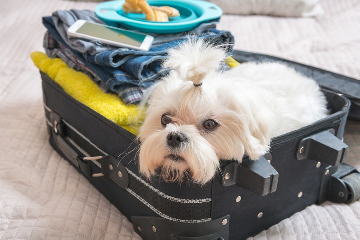 vacanze con i cani