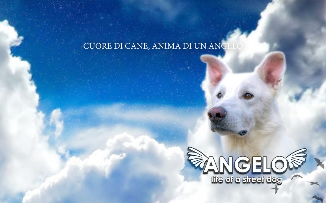 Angelo - Life of a street dog