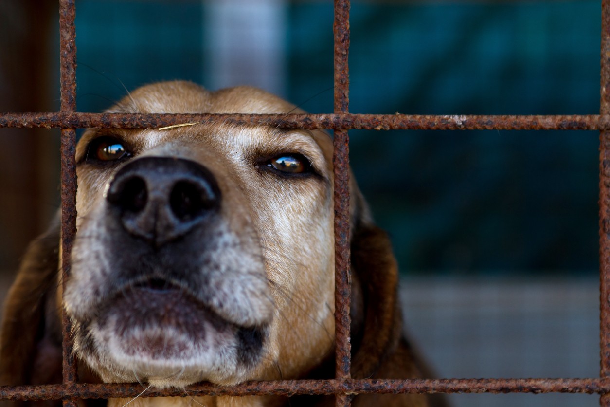 Carne di cane
