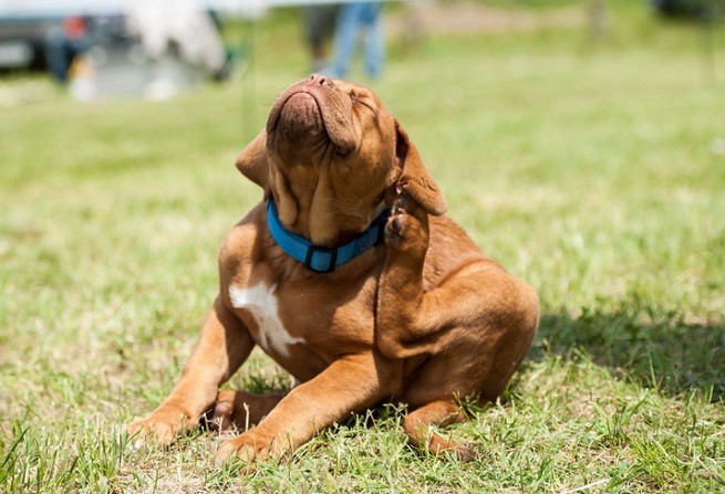 Cucciolo di Dogue de Bordeaux con prurito
