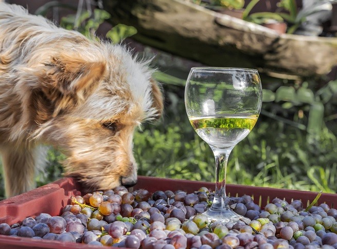 Limite tasso alcolemico a chi ha cani pericolosi