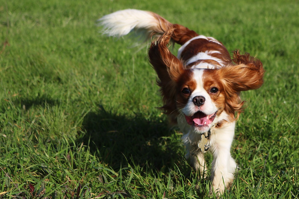 Cavalier King Charles Spaniel che gioca e corre
