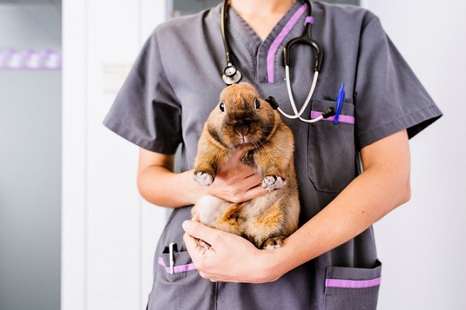 Un coniglio in braccio al veterinario