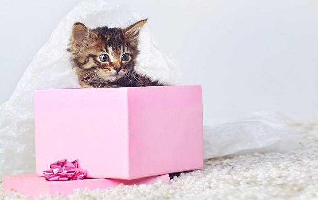 Gattino in regalo