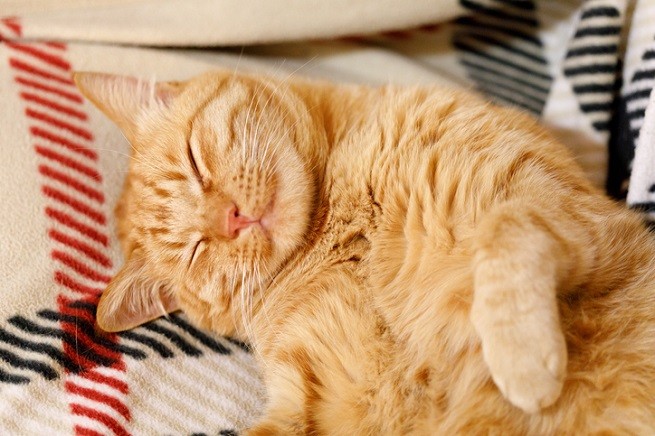 Gato rosso che dorme sorridendo