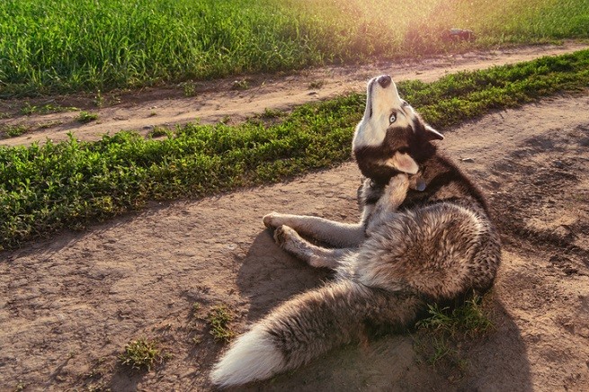 Siberian Husky che si gratta