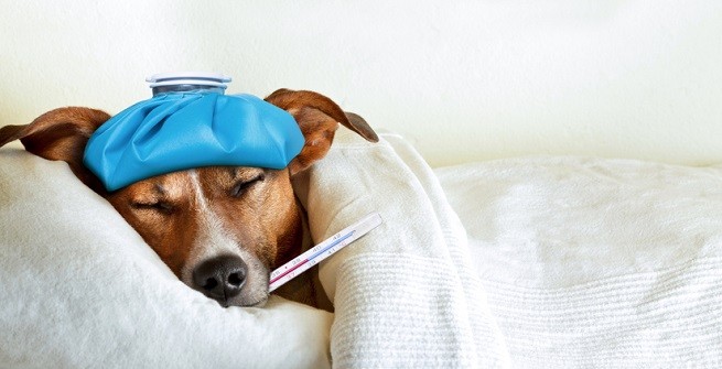 Come capire se il cane ha la febbre