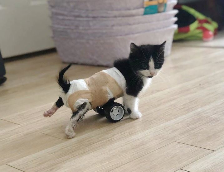 Gattino zampe rotelle