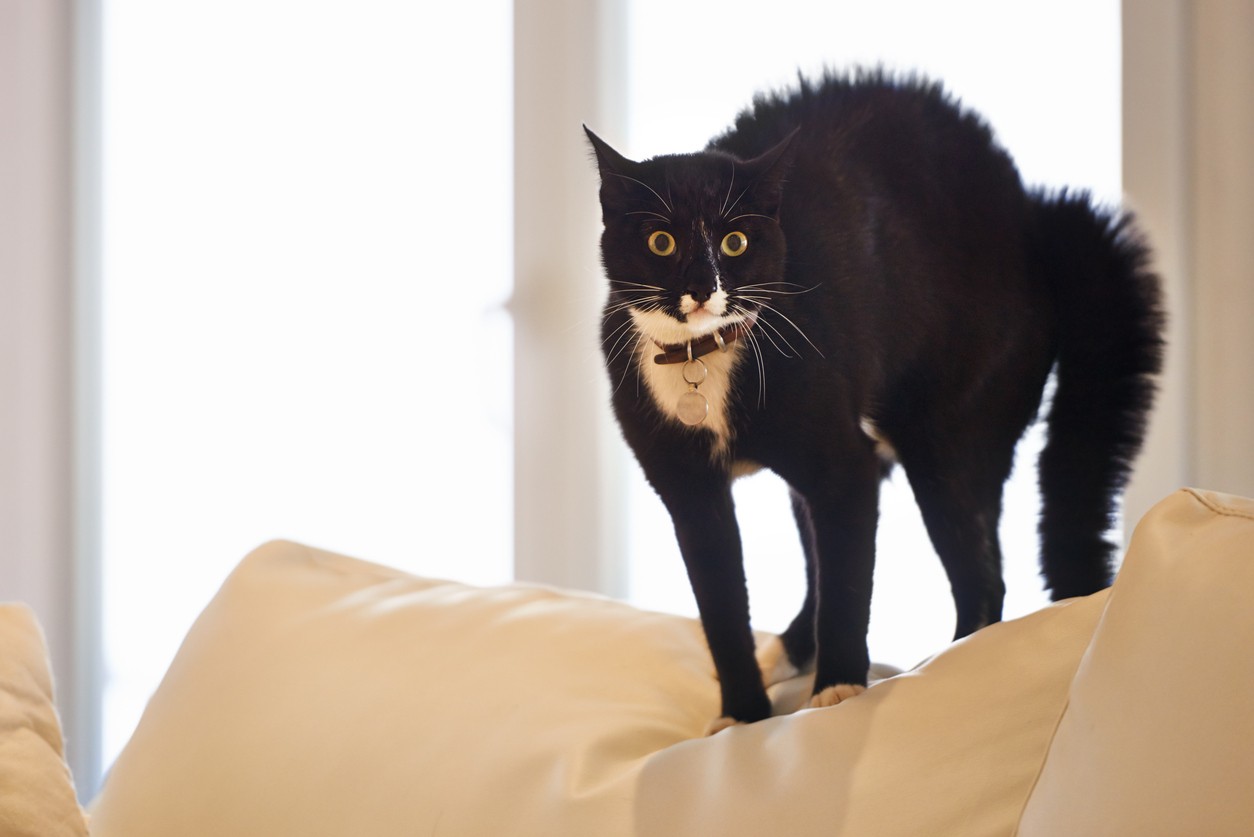 Gatto comportamento strano