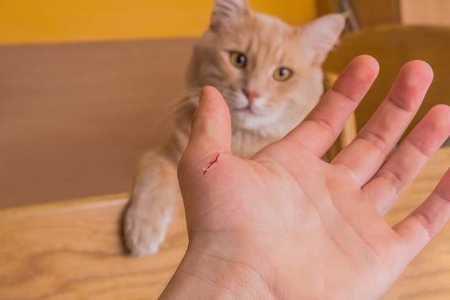 Un gatto graffia il suo padrone