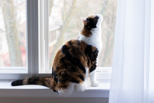 Insufficienza renale cronica nel gatto: gatta tricolore o calico