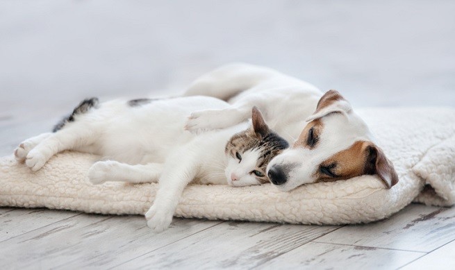 Cane e gatto dormono insieme