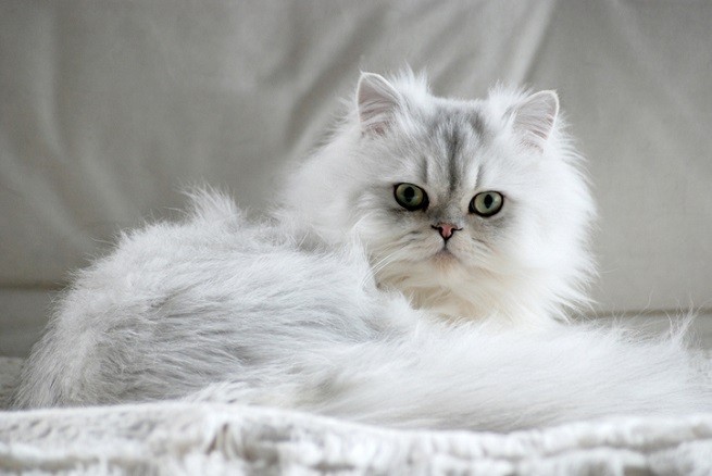 Gatto Persiano Chinchillà