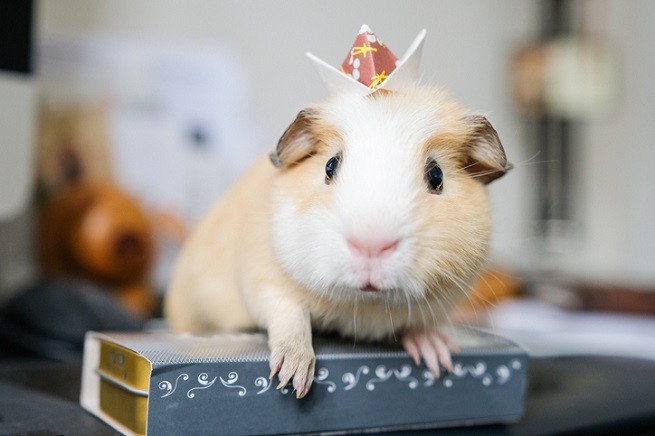 Malattie cutanee cavia: porcellino d'India con cappellino da festa