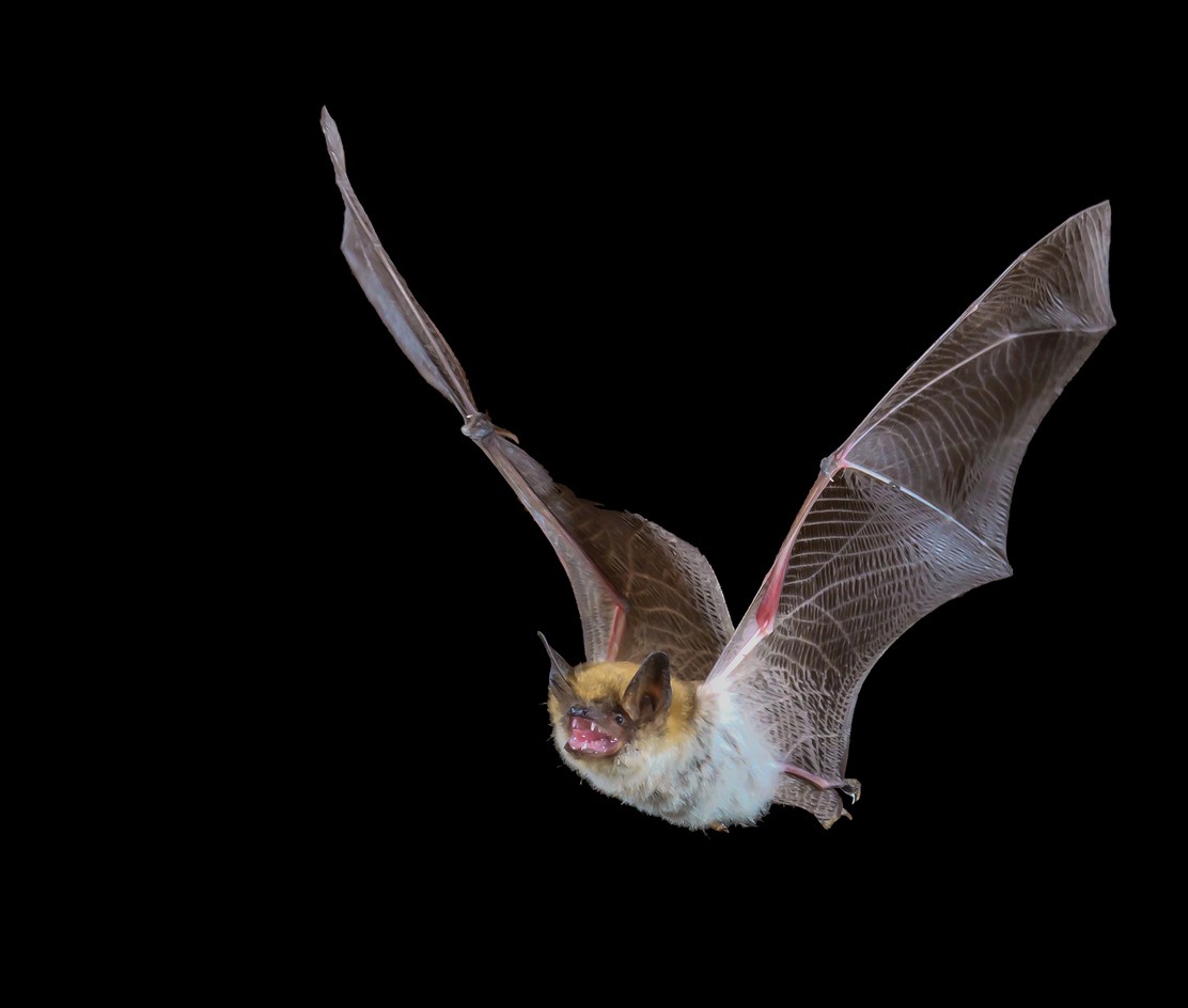 pipistrello