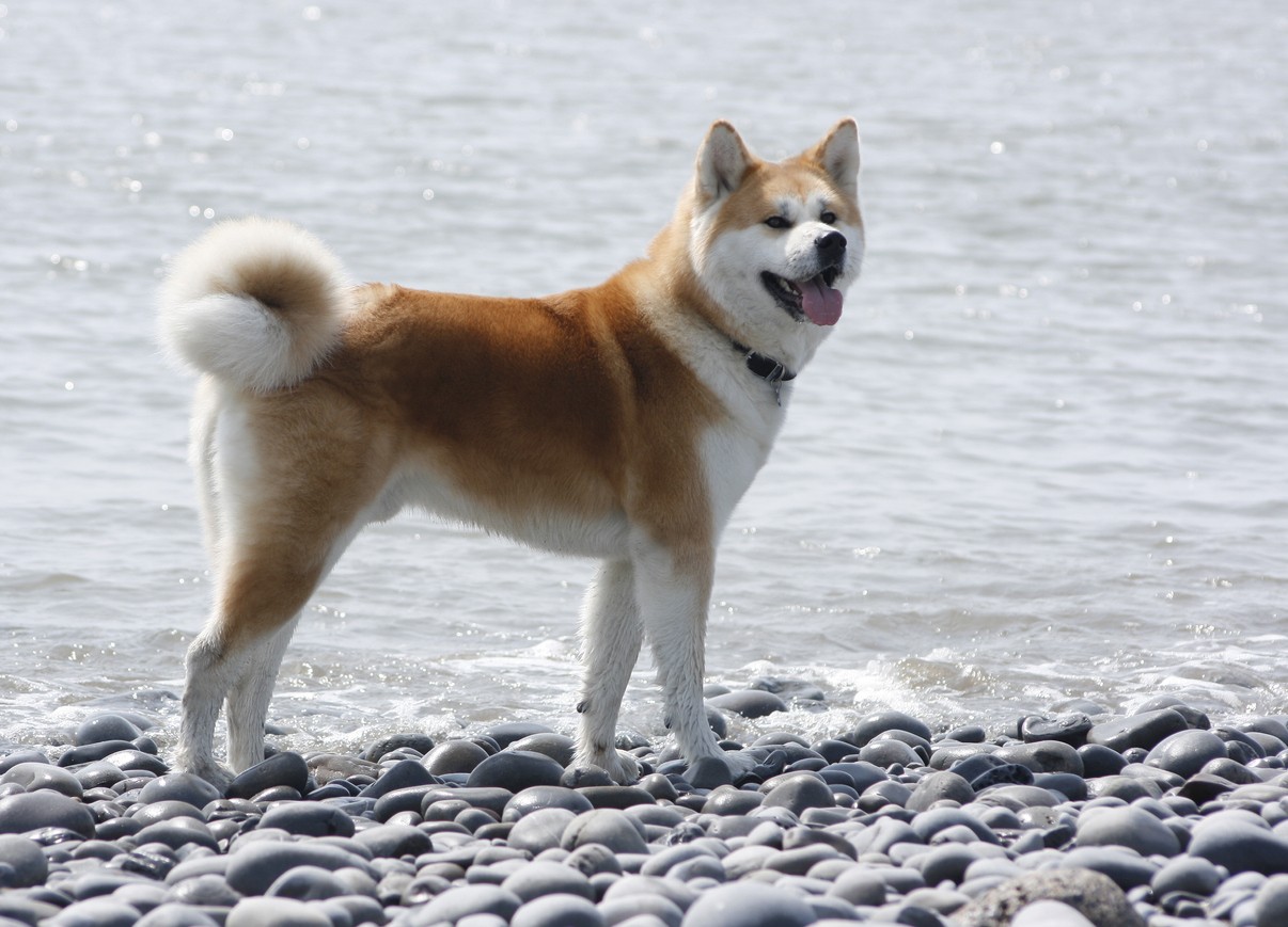 Akita Inu sulla spiaggia