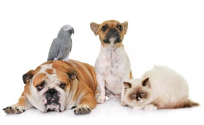 Animali domestici da adottare