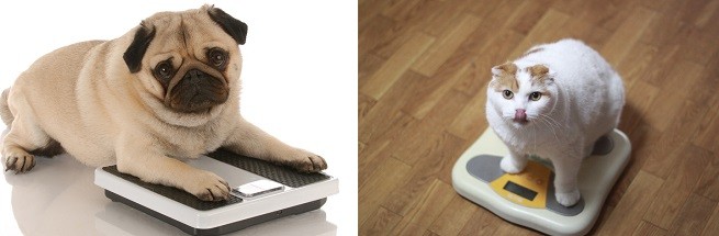 Obesità cane e gatto